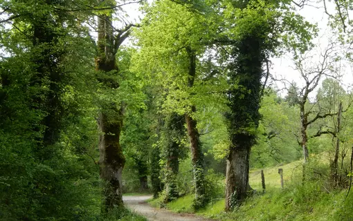 Chemin du Chastel